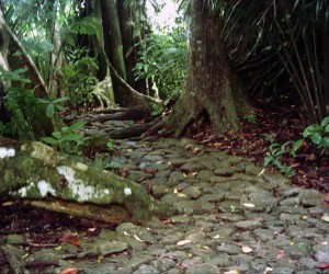 Sendero del Jardín Botánico del Darién. Fuente: Panoramio.com  Por: Fabio Ocampo C